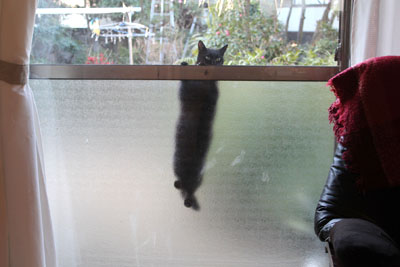 窓に飛びつくクロ