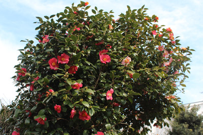 山内龍雄芸術館の椿