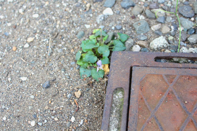 スミレと芸術館