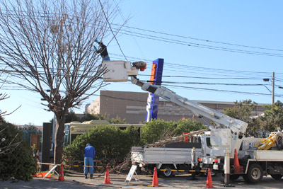 芸術館のケヤキの剪定