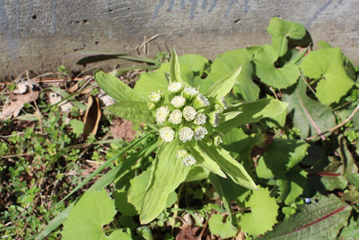 芸術館のフキノトウ