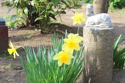 芸術館の庭の水仙