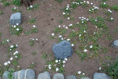 芸術館の近くの庭のハナニラ