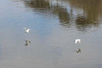 芸術館の近くの引地川の白鷺