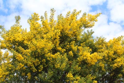 長久保公園のミモザ