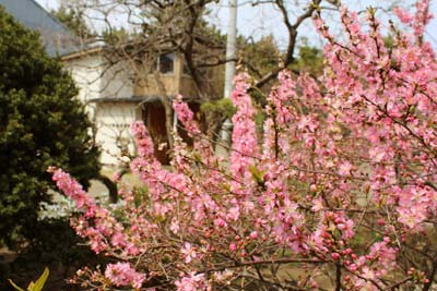 ニワウメ咲く山内龍雄芸術館