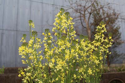 芸術館のブロッコリー