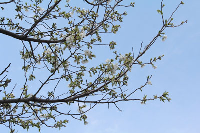 芸術館のヤマザクラ