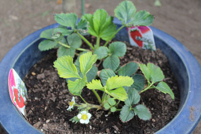 芸術館菜園のいちご