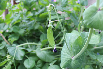 芸術館のキヌサヤ