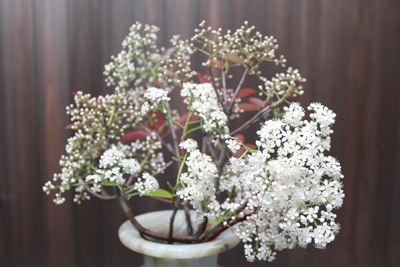 ベニカナメモチ