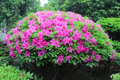 芸術館の庭のつつじ