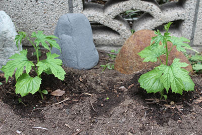 芸術館の庭のゴーヤ
