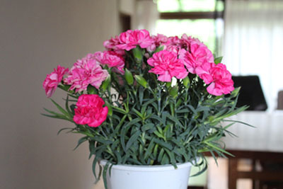 母の日のカーネーション