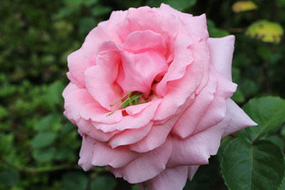 薔薇の中のバッタ