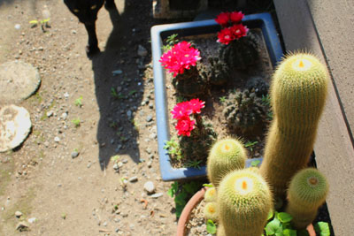 芸術館の猫クロ