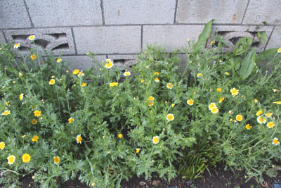 芸術館の庭の春菊