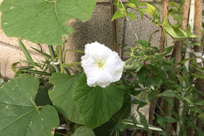 芸術館の庭のひょうたん