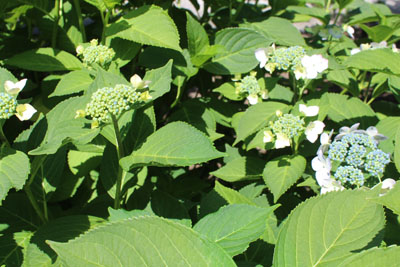 芸術館の庭のあじさい