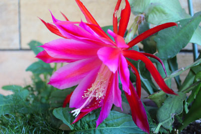 芸術館の庭のサボテン