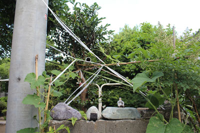 芸術館の庭の蔓植物