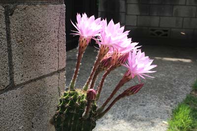 芸術館の庭の蔓植物
