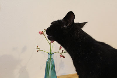 芸術館の猫と夾竹桃