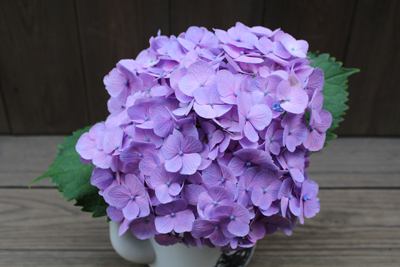 芸術館の庭のアジサイ