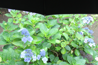 芸術館の庭のアジサイ