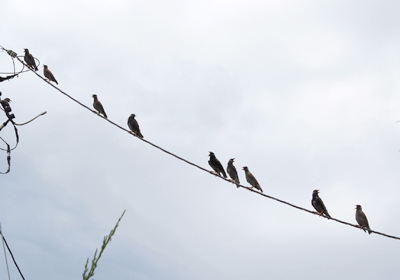 芸術館の上にいるムクドリ