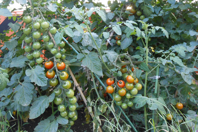芸術館の庭のミニトマト