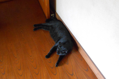 芸術館の猫クロ