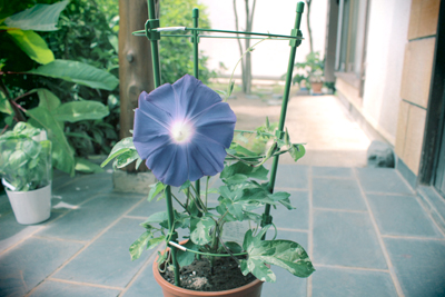 芸術館の庭の朝顔
