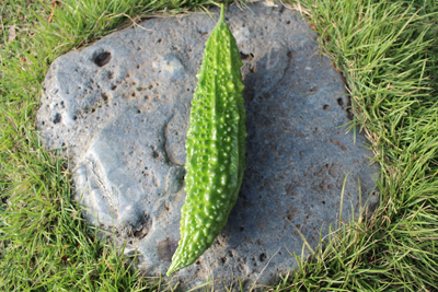 芸術館のゴーヤ