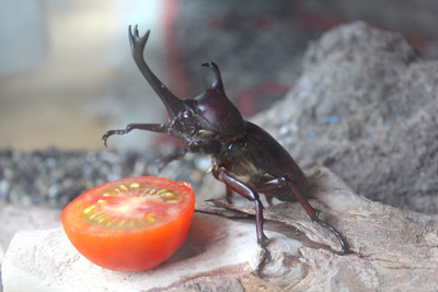 芸術館のカブトムシ