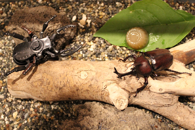 芸術館のカブトムシ