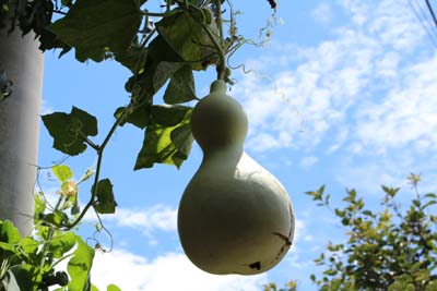 芸術館のひょうたん