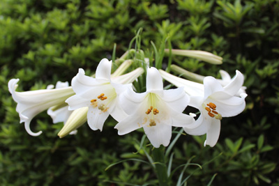 芸術館の庭のゆり