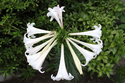 芸術館の庭のゆり