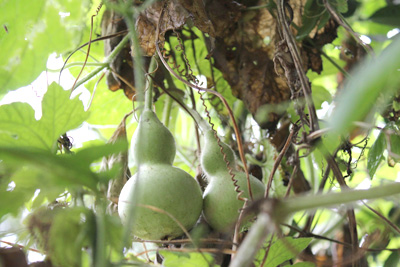 芸術館の庭の瓢箪