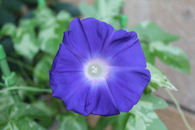 芸術館の庭の朝顔