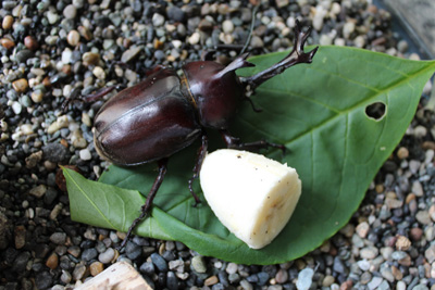 芸術館のカブトムシ