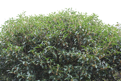 芸術館の金木犀