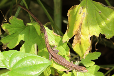 芸術館のトカゲ