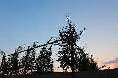 崎陽軒のシウマイ弁当