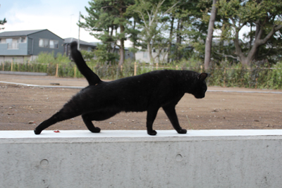 芸術館のクロネコ