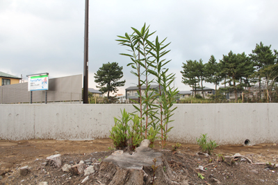 芸術館の夾竹桃