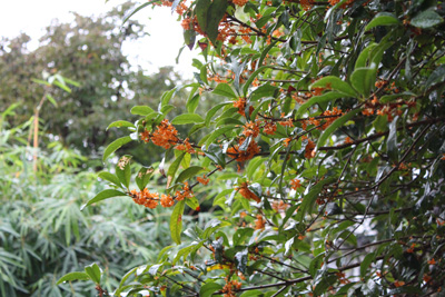 山内龍雄芸術館の金木犀
