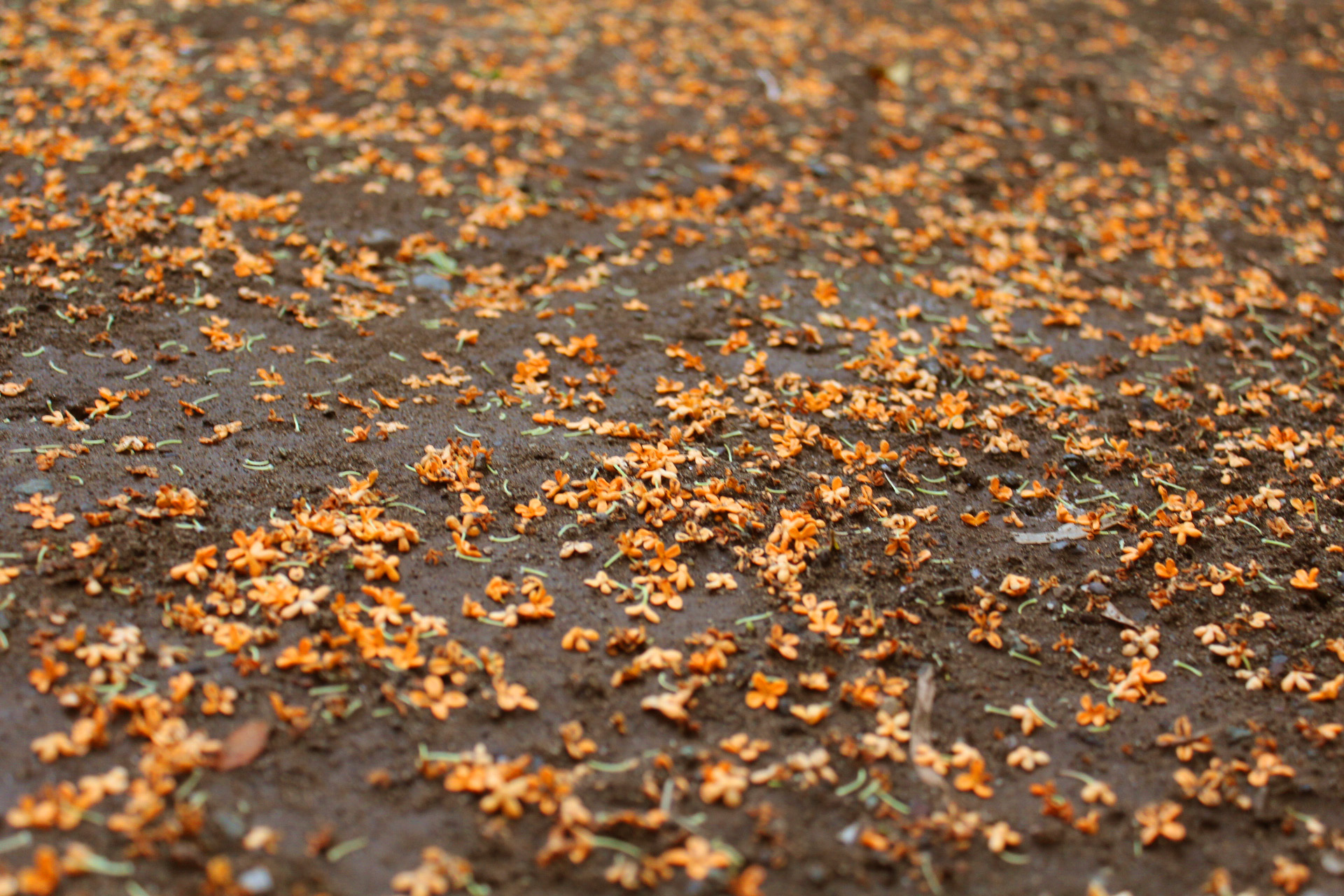 山内龍雄芸術館の金木犀