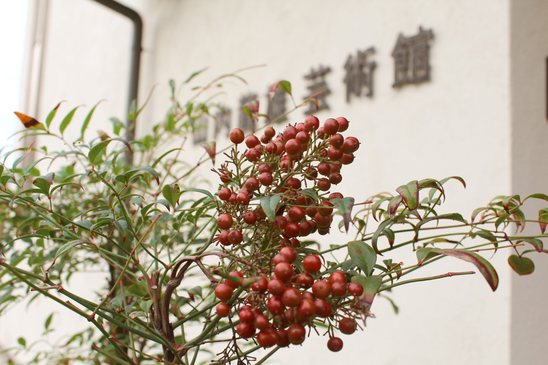 山内龍雄芸術館の南天